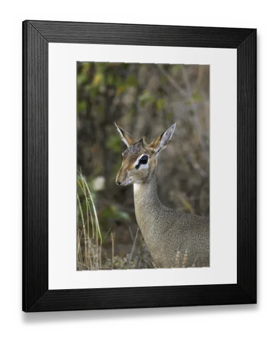 Framed Print : Kirk's Dik Dik (madoqua kirkii) Framed Print : Kirk's Dik Dik (madoqua kirkii)