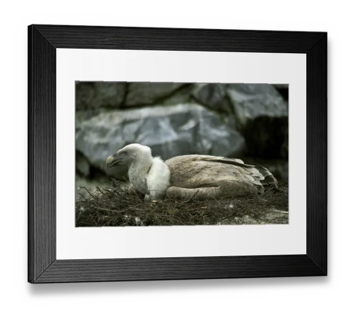 Framed Print : Griffon vulture (gyps fulvus), adult on nest