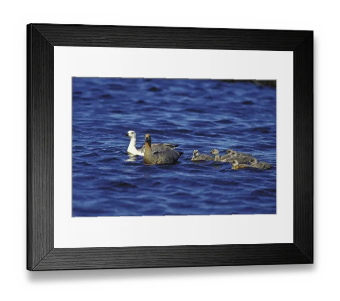 Framed Print : Upland goose (chloephaga picta) or Upland Goose