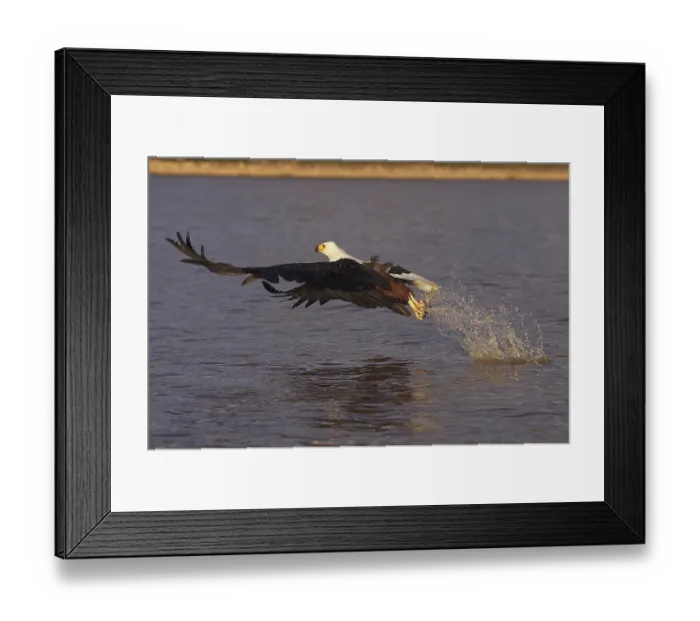 Framed Print : AFRICAN FISHING EISER (haliaeetus vocifer)