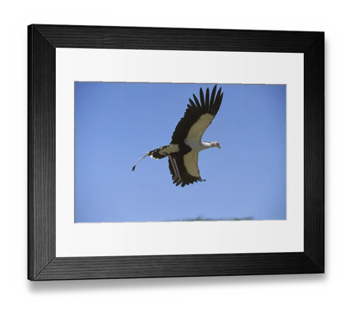 Framed Print : SECRETARY secretary bird (sagittarius serpentarius) FLYING AGAINST BLUE SKY