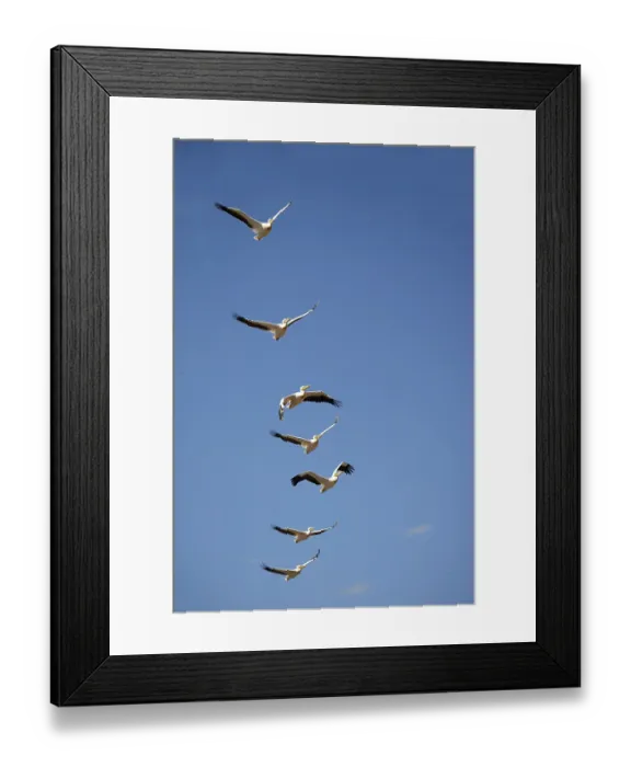 Framed Print : Great White Great white pelican (pelecanus onocrotalus)