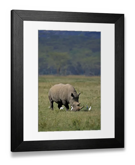 Framed Print : WHITE white rhinoceros (ceratotherium simum) Framed Print : WHITE white rhinoceros (ceratotherium simum)
