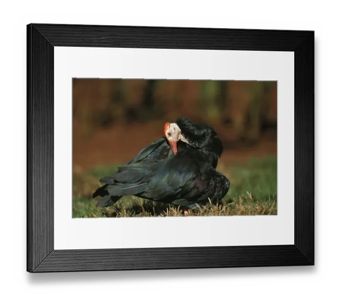 Framed Print : Northern northern bald ibis (geronticus eremita)