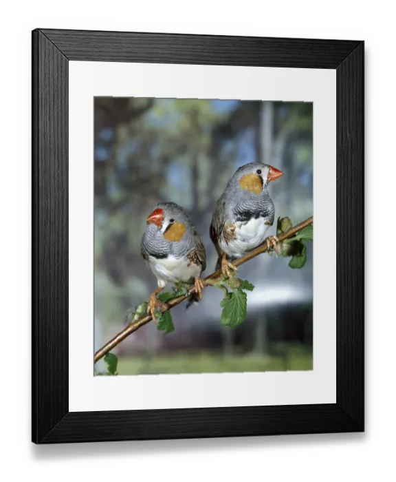 Framed Print : Zebra finch (taeniopygia guttata)