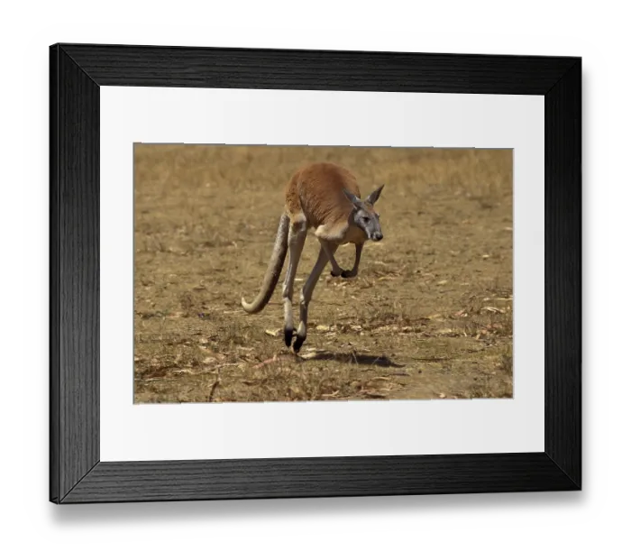 Framed Print : Red kangaroo (macropus rufus), MALE