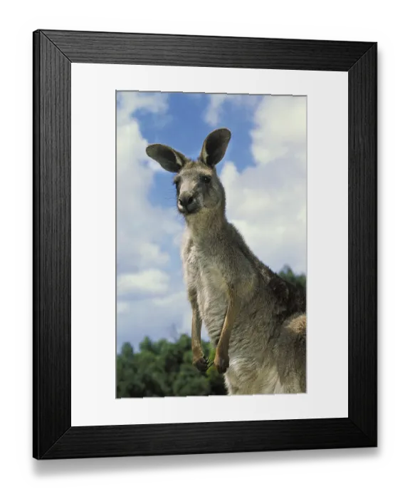 Framed Print : Eastern grey kangaroo (macropus giganteus)