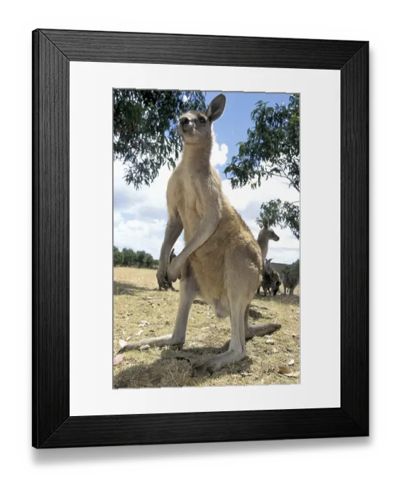 Framed Print : Eastern grey Eastern grey kangaroo (macropus giganteus)