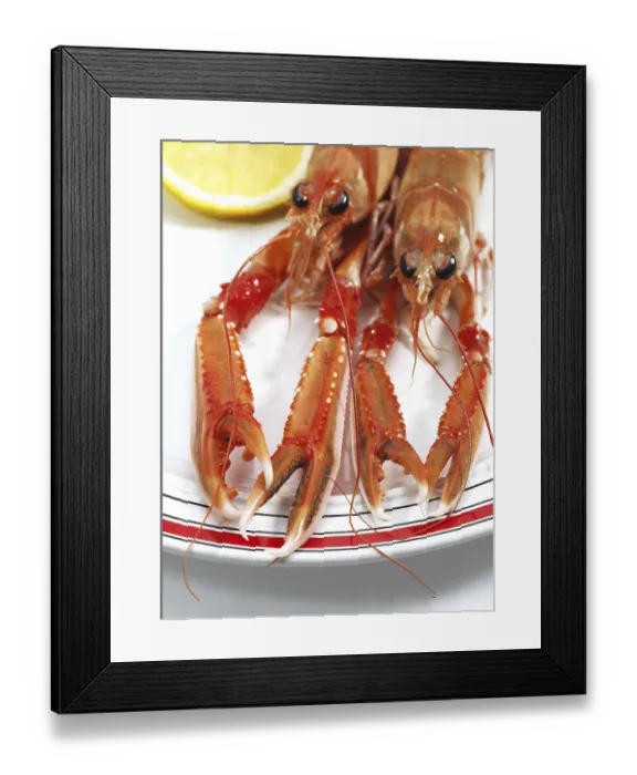 Framed Print : DUBLIN BAY PRAWN OR NORWAY HOBSTER OR SCAMPI ephrops norvegicus ON PLATE