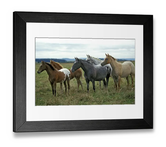 Framed Print : American Saddlebred Horse, herd standing in meadow