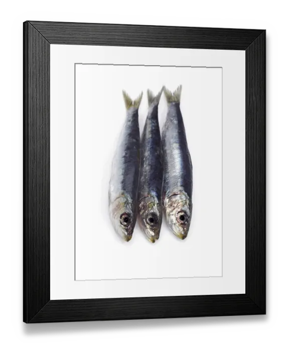 Framed Print : Sardine, Sardines, Other animals