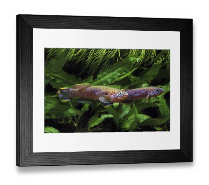 Framed Print : Multicolored carp, Multicolored carp Framed Print : Multicolored carp, Multicolored carp