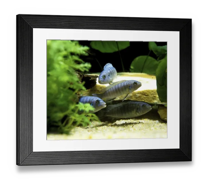 Framed Print : (Metriaclima zebra), Blue Malawi Cichlid Blue Malawi Cichlids Framed Print : (Metriaclima zebra), Blue Malawi Cichlid Blue Malawi Cichlids