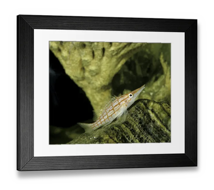 Framed Print : Longnose Hawkfish (oxycirrhites typus)
