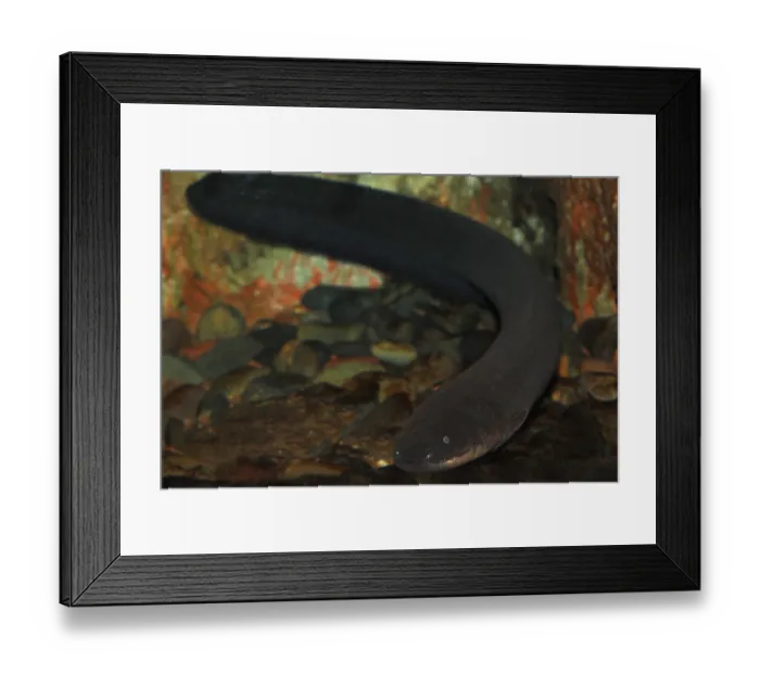 Framed Print : Electric Eel, Electric eels (electrophorus electricus) Framed Print : Electric Eel, Electric eels (electrophorus electricus)