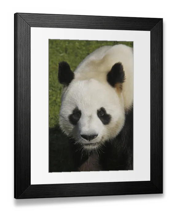 Framed Print : Giant panda, Bamboo Bear, Giant Pandas (ailuropoda melanoleuca)