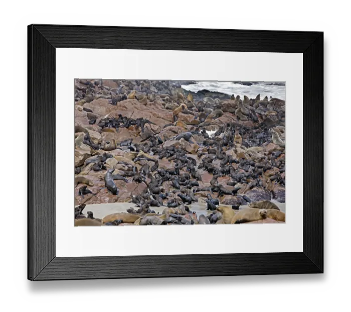Framed Print : South African Fur Seal (arctocephalus pusillus)