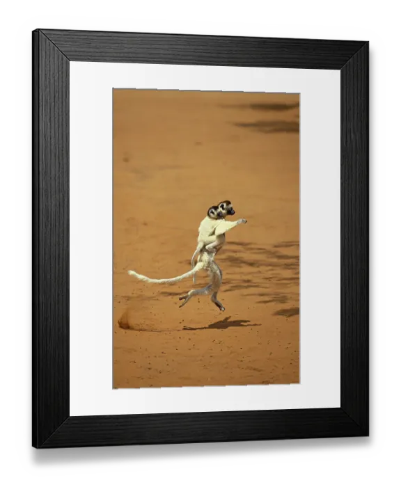 Framed Print : Verreaux's Sifaka (propithecus verreauxi)