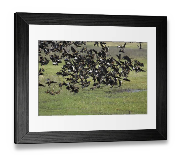 Framed Print : White-Faced Whistling Duck (dendrocygna viduata) and Red-Billed Whistling Duck