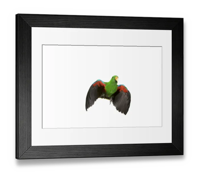 Framed Print : Eclectus Parrot (eclectus roratus) Framed Print : Eclectus Parrot (eclectus roratus)