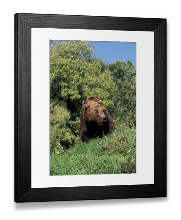 Framed Print : Brown Bear (ursus arctos), Adult standing on Grass