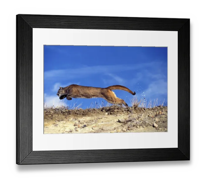 Framed Print : COUGAR (puma concolor), ADULT RUNNING, MONTANA