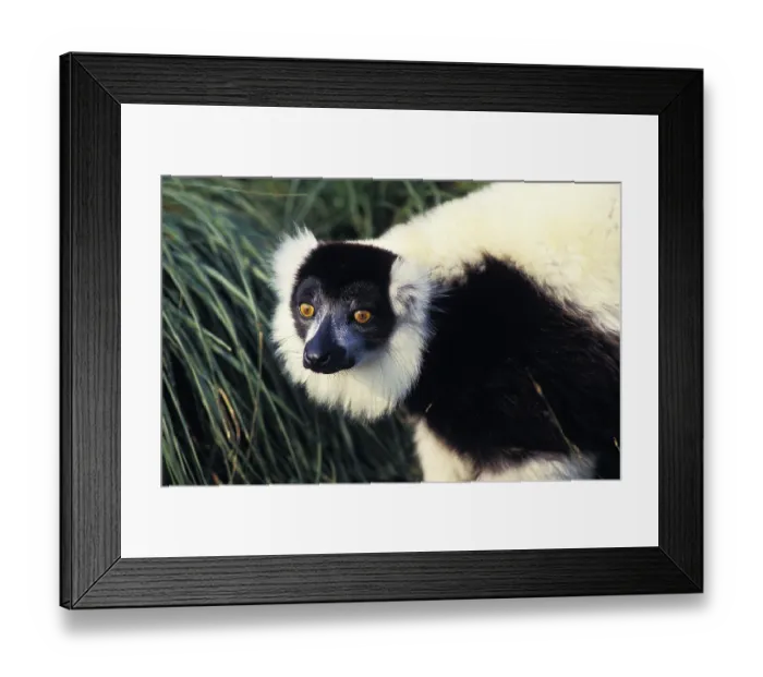 Framed Print : Black and White Ruffed Lemur (varecia variegata) variegata