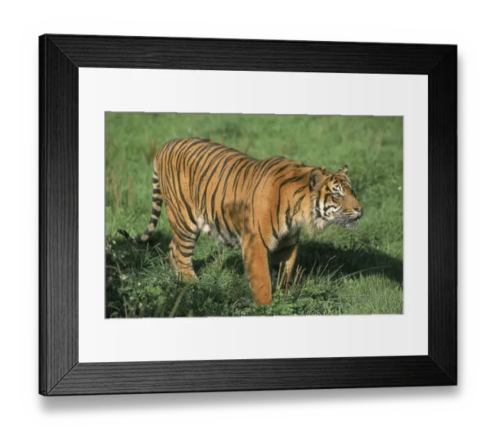 Framed Print : SUMATRAN TIGER (panthera tigris sumatrae) Framed Print : SUMATRAN TIGER (panthera tigris sumatrae)