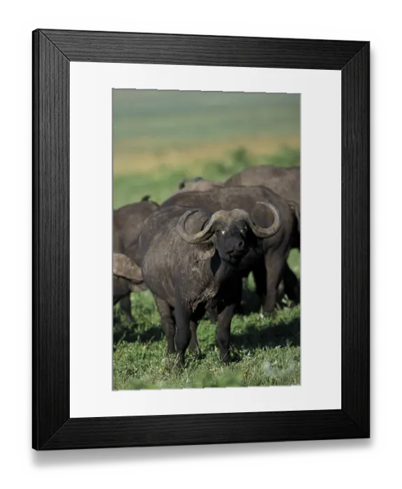 Framed Print : African Buffalo (syncerus caffer) Framed Print : African Buffalo (syncerus caffer)