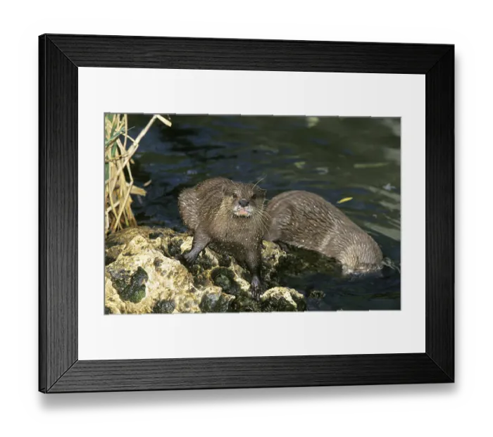 Framed Print : SHORT CLAWED OTTER (aonyx cinerea), PAIR OF ADULTS Framed Print : SHORT CLAWED OTTER (aonyx cinerea), PAIR OF ADULTS