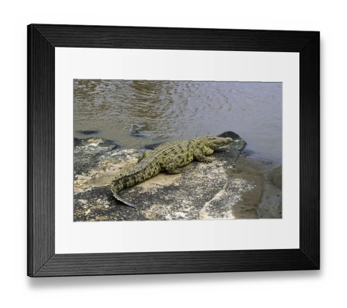 Framed Print : Nile Crocodile (crocodylus niloticus)