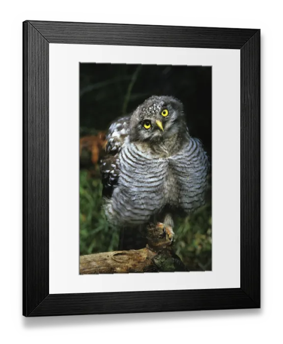 Framed Print : Northern Hawk Owl (surnia ulula), Juvenile