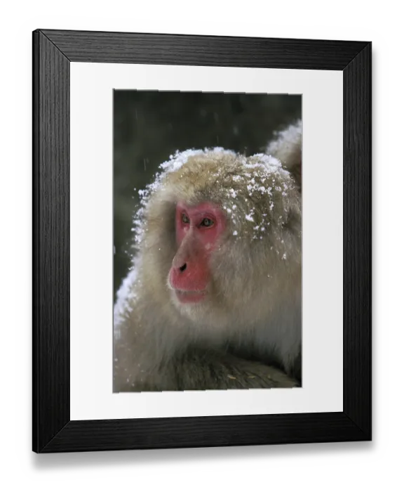 Framed Print : Japanese Macaque (macaca fuscata) Framed Print : Japanese Macaque (macaca fuscata)