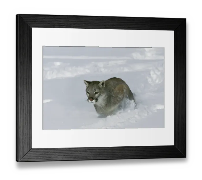 Framed Print : Cougar (puma concolor), standing on Snow, Montana Framed Print : Cougar (puma concolor), standing on Snow, Montana