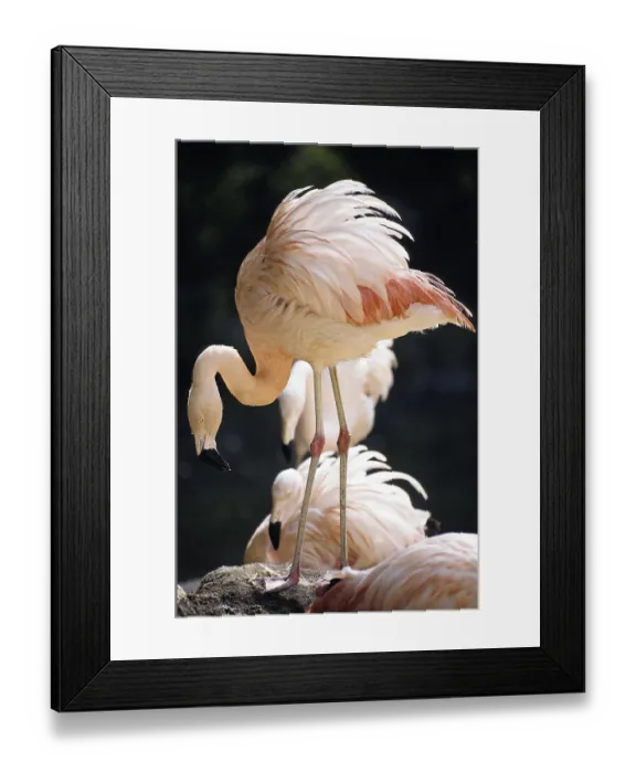 Framed Print : CHILEAN FLAMINGO (phoenicopterus chilensis)