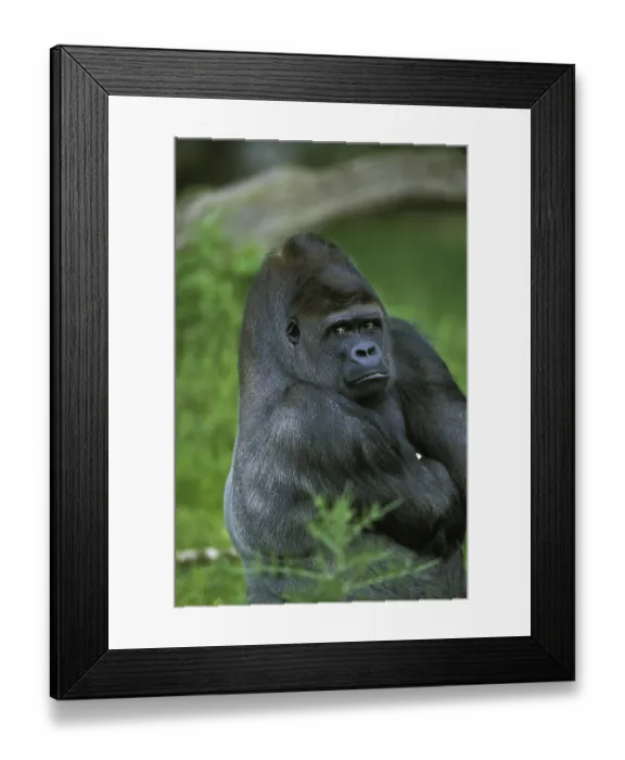Framed Print : Eastern Lowland Gorille (gorilla gorilla) grauer Framed Print : Eastern Lowland Gorille (gorilla gorilla) grauer