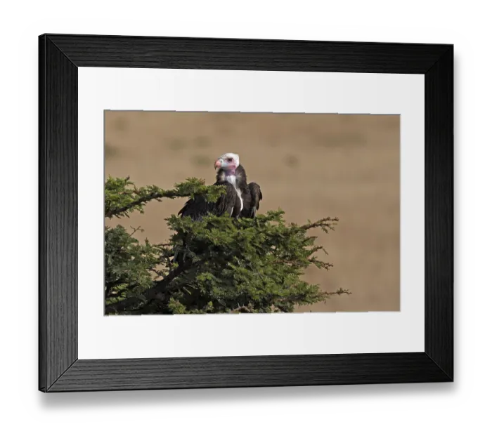 Framed Print : White Headed Vulture (trigonoceps occipitalis) Framed Print : White Headed Vulture (trigonoceps occipitalis)