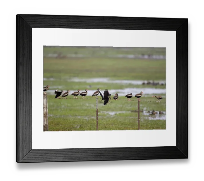 Framed Print : Red-Billed Whistling Duck, dendrocygna automnalis
