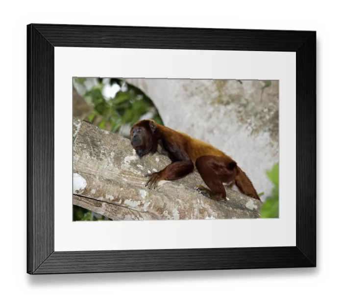 Framed Print : Red Howler Monkey (alouatta seniculus) Framed Print : Red Howler Monkey (alouatta seniculus)