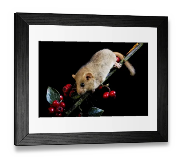 Framed Print : Common Dormouse (muscardinus avellanarius) Framed Print : Common Dormouse (muscardinus avellanarius)