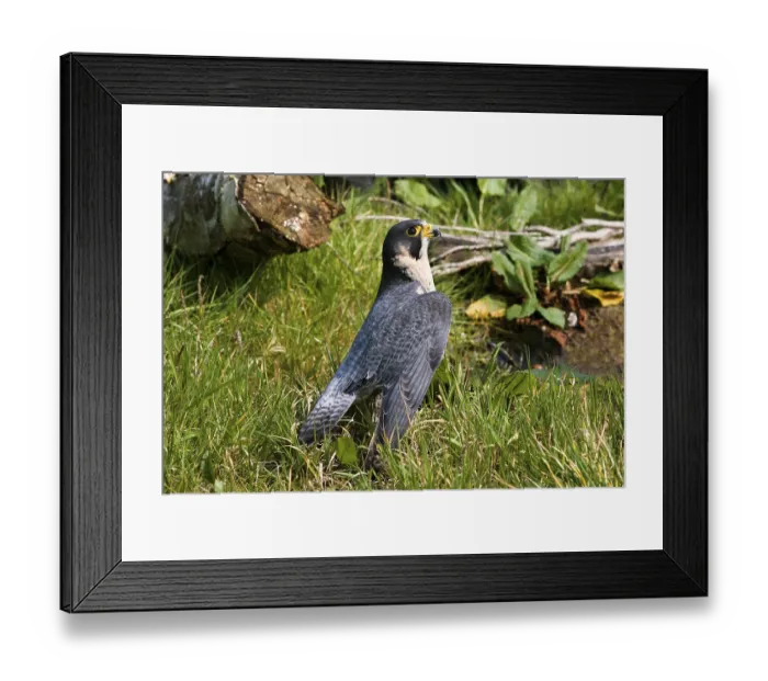 Framed Print : PEREGRINE FALCON (falco peregrinus)