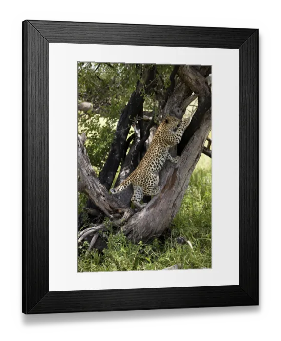Framed Print : LEOPARD (4 MONTHS OLD CUB) panthera pardus