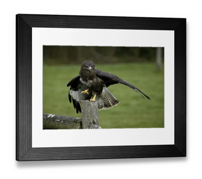 Framed Print : Common Buzzard (buteo buteo), Taking off Framed Print : Common Buzzard (buteo buteo), Taking off