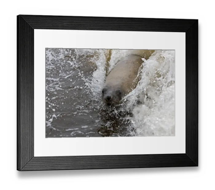 Framed Print : South African Fur Seal (arctocephalus pusillus)