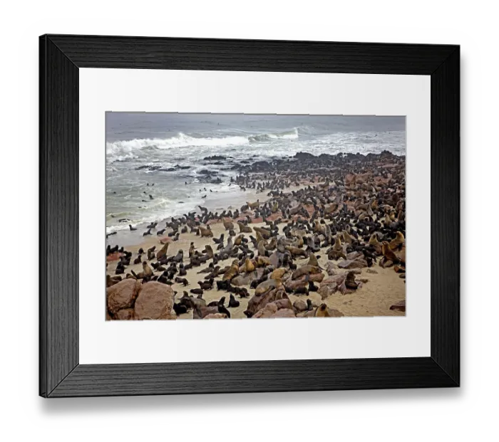 Framed Print : South African Fur Seal (arctocephalus pusillus)