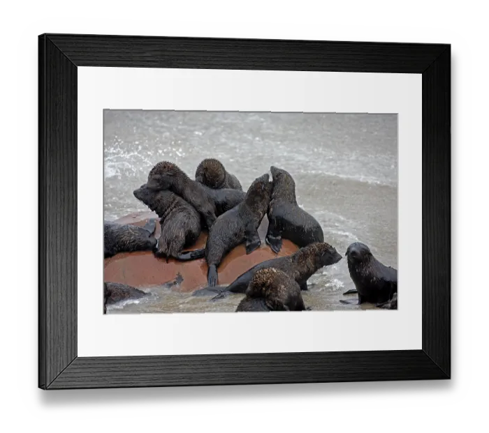 Framed Print : South African Fur Seal (arctocephalus pusillus)