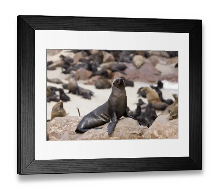 Framed Print : South African Fur Seal (arctocephalus pusillus)