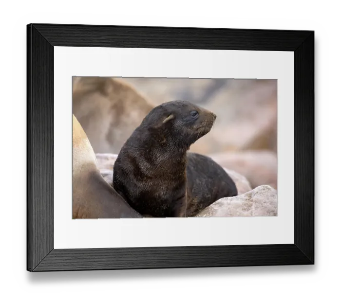 Framed Print : South African Fur Seal (arctocephalus pusillus)