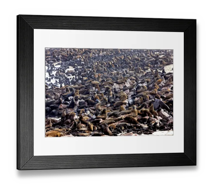 Framed Print : South African Fur Seal (arctocephalus pusillus)