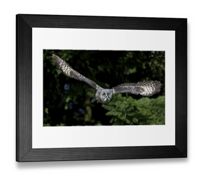 Framed Print : GREAT GREY OWL (strix nebulosa), ADULT IN FLIGHT Framed Print : GREAT GREY OWL (strix nebulosa), ADULT IN FLIGHT